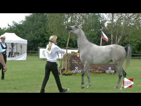 Strohen 2016 - Class 9 Mares 4-6