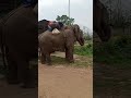 Such A Friendly Elephant Hit A Like Guys For His Attention