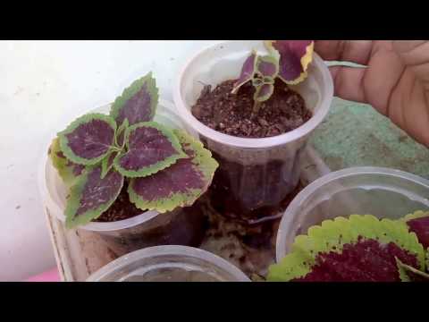 How to collect seeds of coleus flower/updating cutting roots...