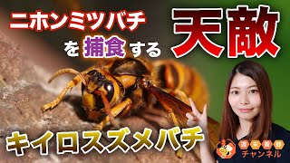 ニホンミツバチの天敵！？【キイロスズメバチの紹介と対策】