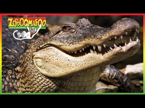 🐊 Zoboomafoo 260 | Crocodilian | Animal shows for kids | Full Episodes | HD 🐊