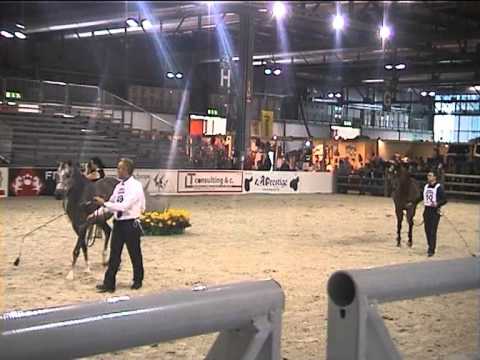 Hammer By Ashiraf - Milan's Cup 2011