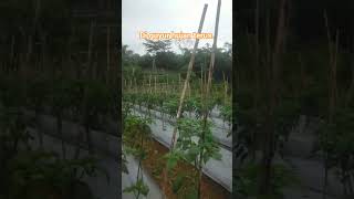 Download lagu Diguyur hujan terus #sorotan #budidaya #pertanian mp3 Download lagu Diguyur hujan terus #sorotan #budidaya #pertanian mp3