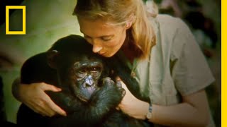 Video trailer för Jane Goodall: Mitt liv med schimpanserna