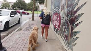 Download Lagu 5 Month Old Goldendoodle | Best Doodle Dog Training | Off Leash K9 | Board and Train | Oklahoma Thumbnail