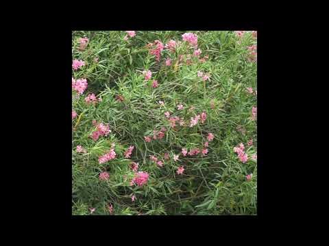 [FREE] nothing,nowhere. x skele x kiddamo x notahero x sendflowrs type beat - whatever it takes.