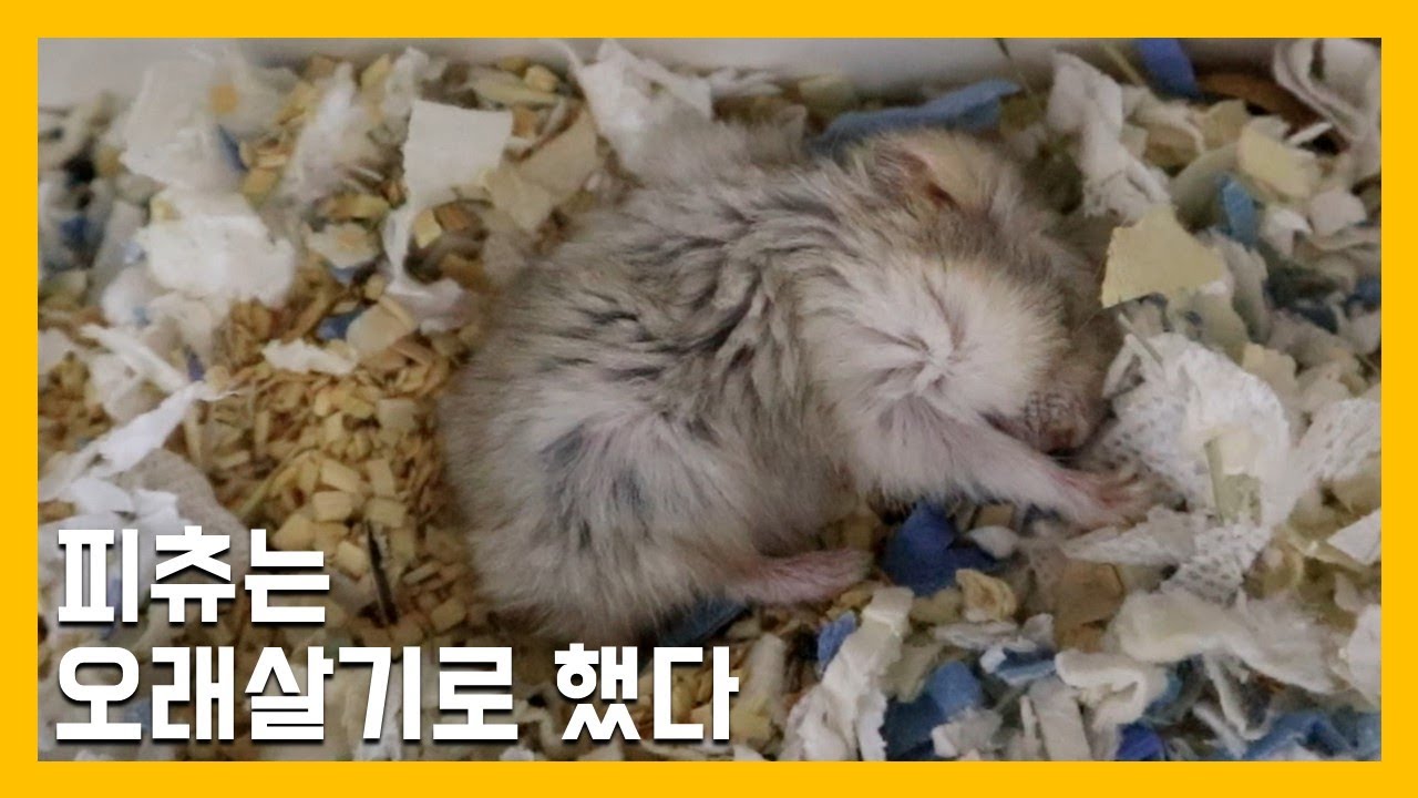 피츄는 오래 살기로 했다. [냥이아빠]