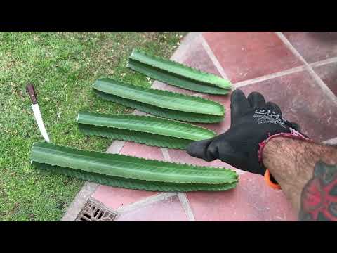 Cómo REPRODUCIR EUPHORBIA INGENS por ESQUEJES en 3 PASOS