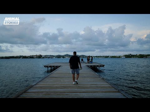 Flashy - Net Niet (prod. VANDAM & Lindo)