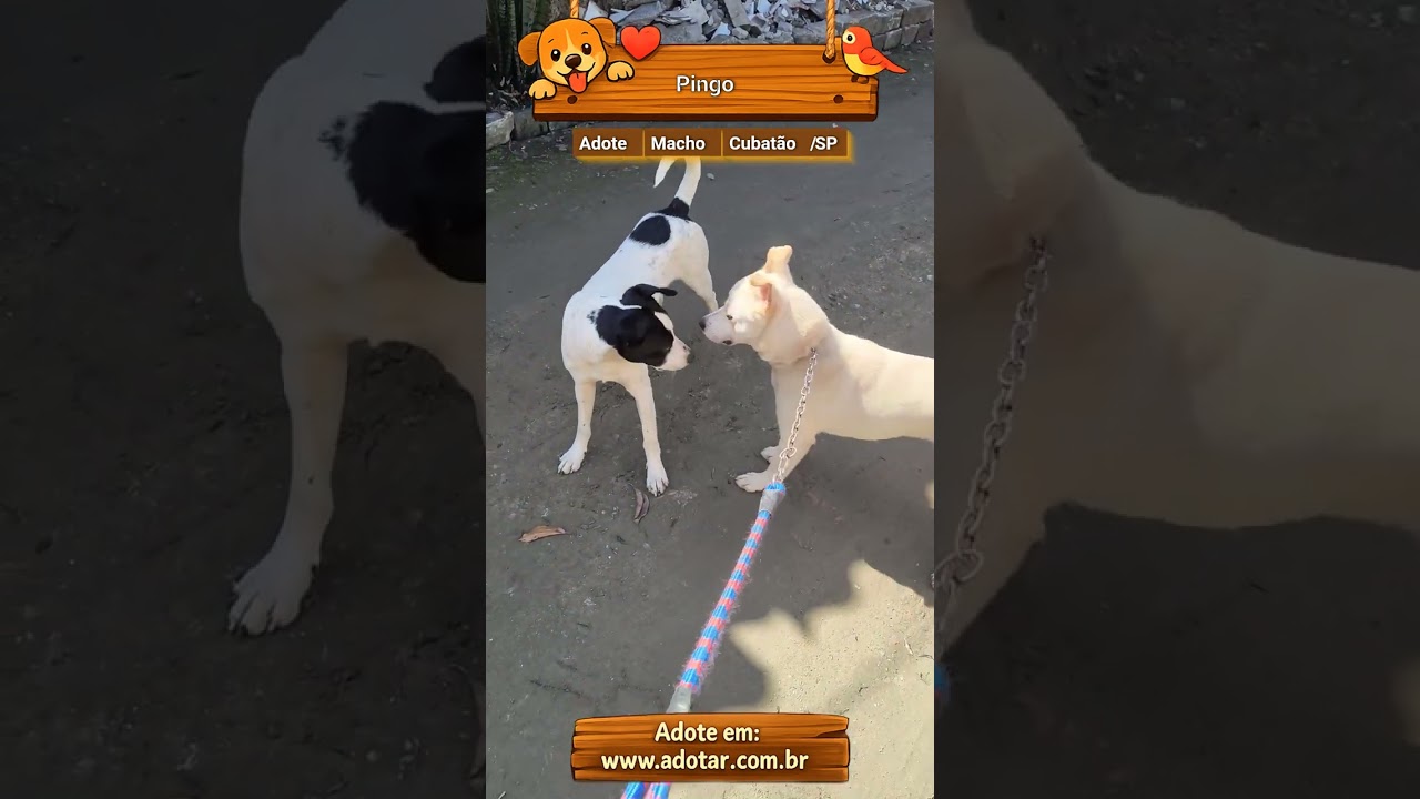 Cachorro raça SRD-ViraLata idade 1 ano nome Pingo