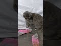 Grey Tabby Cat Love Playing Catch Cat