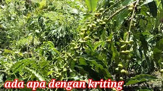Download lagu KLON KRITING DITAHUN KE. 2  PEMBUAHAN. KOK BELUM MAKSIMAL JUGA. Ada apa dengan kriting ku mp3