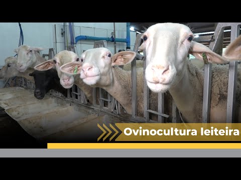 Família de Lajeado Grande é uma das cinco de SC que produz leite de ovelha
