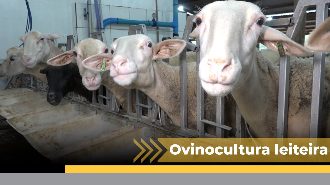 Família de Lajeado Grande é uma das cinco de SC que produz leite de ovelha