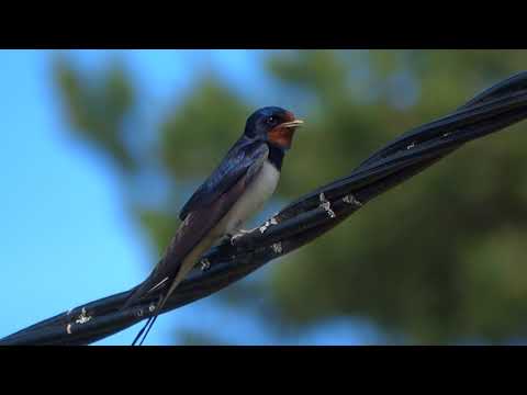 Ladusvala Svala Fåglar Överkalix Norrbotten