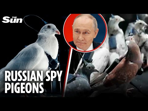Putin unleashes squadron of SPY PIGEONS with brain implants and cameras
