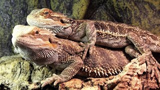 BEARDED DRAGONS   MATING BEHAVIOR