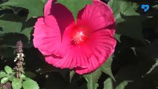 Дачные проблемы (22.07.2019)