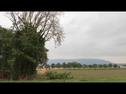 Fällung von Pappeln von Stange Garten- und Landschaftsbau