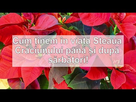 , title : 'Cum tinem in viata Steaua Craciunului pana si dupa sarbatori!'