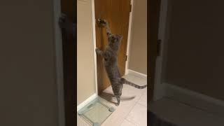 animales el gato abre la puerta