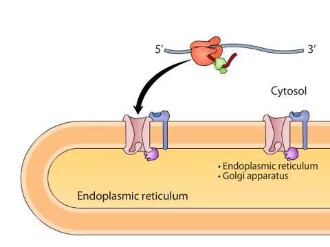 cotranslational targeting of secretory proteins to ER