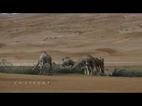 OMAN - PART 12: WAHIBA SANDS - CAMELS IN THE DESERT
