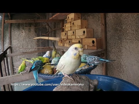 BUDGIES MEAL TIME - 2 Hours - Parakeet Sounds