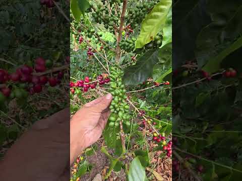asi nos está afectando el verano en el municipio de El Águila Valle del cauca Colombia #campo #café