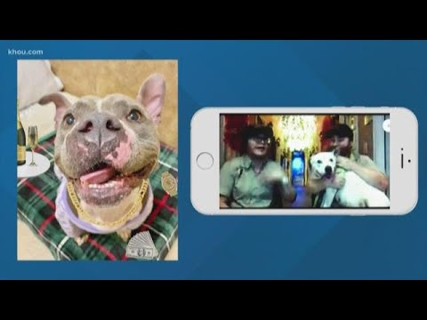 Dog resort in League City takes in shelter pups during coronavirus epidemic