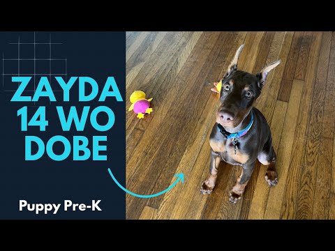 Zayda | 14 Week Old Doberman Pinscher | Puppy Training | Obedience Training | 10 Day Transformation