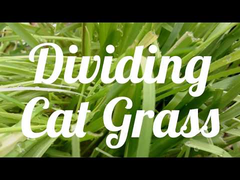 Dividing Cat Grass for Treats & Seeds