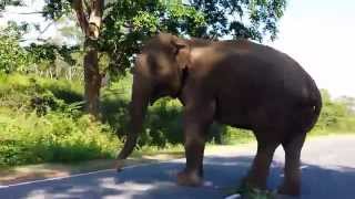 preview picture of video 'A wild elephant on a road in Yala Park. Sri Lanka'