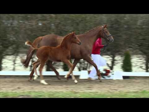 66 Bailador HFv. Borsalino - Lauries Crusador xx