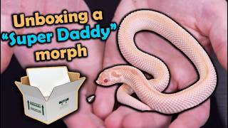 Unboxing Gorgeous Hognose Snakes!