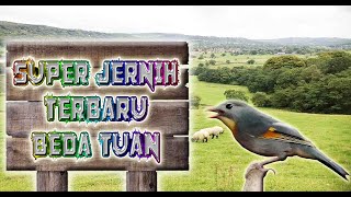 Download lagu GURU VOKAL SUARA BURUNG ROBIN (PANCAWARNA) GACOR - Masteran Kenari Loper & AF mp3