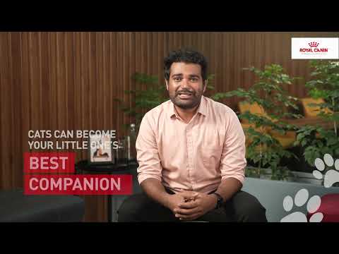 How to pick the right cat for yourself | Start of Life | Royal Canin India