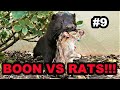 #9 Boon DESTROYS Rats at the Park!