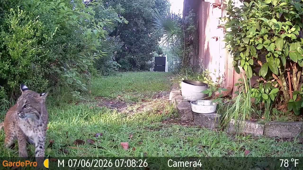 Bobcat Mating Interaction Caught on Camera || ViralHog