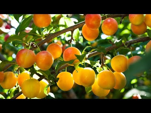 🌸 Mirabellen-Blüte 🌸