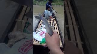 preview picture of video 'Jala ikan baung di sungai seputih lampung'