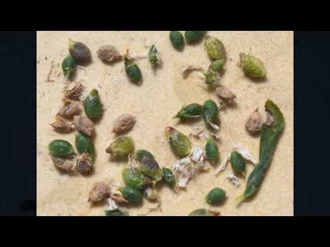 Cuises, aves y plantas Esperanza Santa Fe Argentina 2025