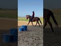 Ruin Zangersheide Te koop 2005 Donker bruin / bai ,  Diarado Holst Warmblut