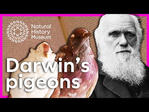How did Charles Darwin discover evolution? | Natural History Museum