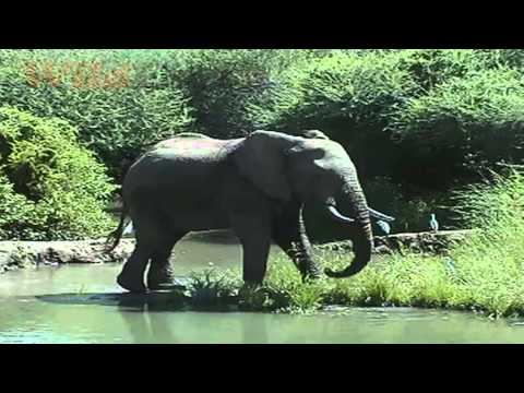 A Bull Elephant Enjoys a Morning Drink-1 at Pete's Pond February 12, 2014