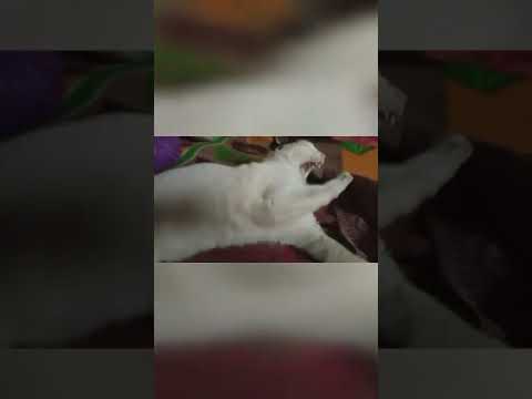 Aj amr ador er miuu ki korlo?? #youtubeshort #youtubechannel #youtube #bhagyashree #cats
