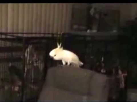 Parrot dancing to Julia Losfelt - Away