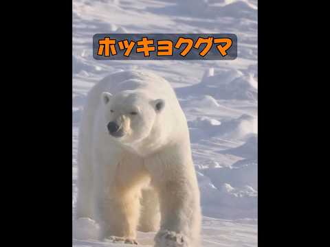 ホッキョクグマの身長はどれくらいですか？ #自然 #動物プロダクション #動物 #animals #癒し
