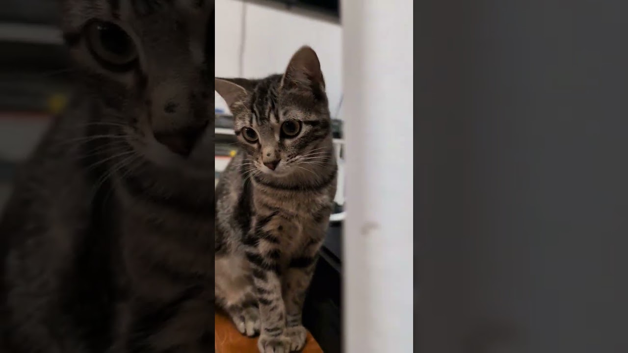 Enlarge Oingo, a Adoptable Domestic Short Hair in Atlanta, GA video 6/6