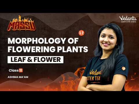 Morphology of flowering plants - L2 - Root, stem, Leaf | Class 11 Biology| Ashima Mam | Vedantu